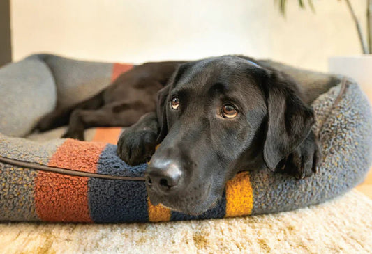 Why Omega-3 for Dogs Matter - Doctor Paws Co