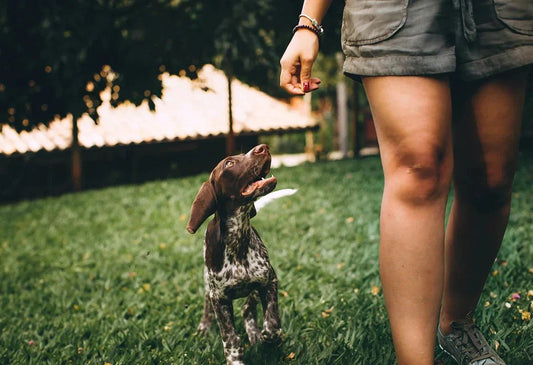 The Hidden Dangers of Nutritional Deficiencies in Dogs - Doctor Paws Co