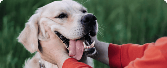 Top Remedies for Your Dog's Itchy Skin - Doctor Paws Co