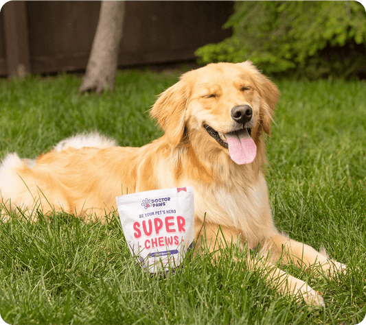 Top Supplements for your Dog’s Heart Health - Doctor Paws Co