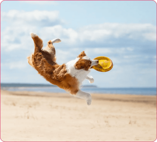 Why Taurine & L-Carnitine Are Essential for Heart Health in Dogs - Doctor Paws Co