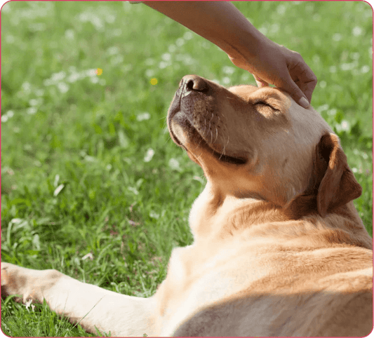 Dog Joint Health Tips for Large and Senior Breeds - Doctor Paws Co