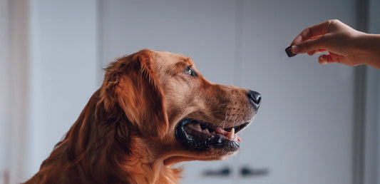 5 Early Warning Signs Your Dog Might Need Joint Support - Doctor Paws Co