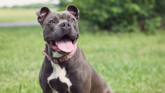 EPA and DHA: The Omega-3 Duo Your Dog Needs - Doctor Paws Co