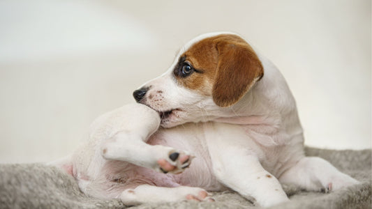 Diet Tweaks for Dog Seasonal Allergies - Doctor Paws Co
