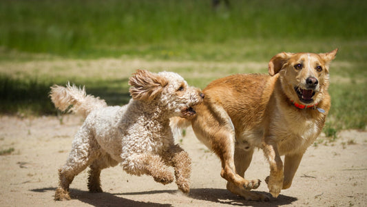 Soft Chew vs Tablet: Which is for your Dog? - Doctor Paws Co