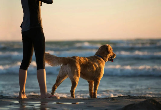 How to Recognize Early Signs of Dog Joint Issues and Prevent Mobility Problems - Doctor Paws Co