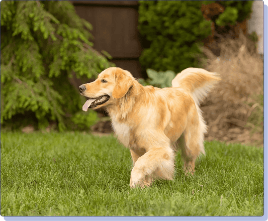 Dog Joint Pain Relief: Top 5 Solutions - Doctor Paws Co