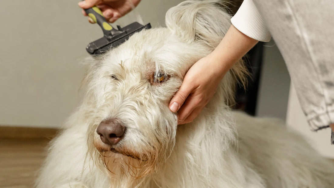 Dog Skin & Coat Supplement Guide - Doctor Paws Co