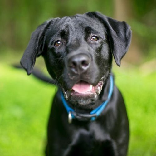 Is Your Dog Struggling with Joint Discomfort? - Doctor Paws Co