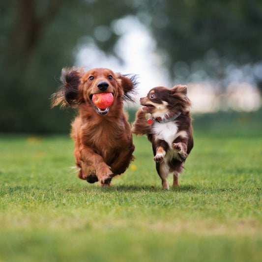 Canine Skin and Coat Health: Beyond the Basics - Doctor Paws Co