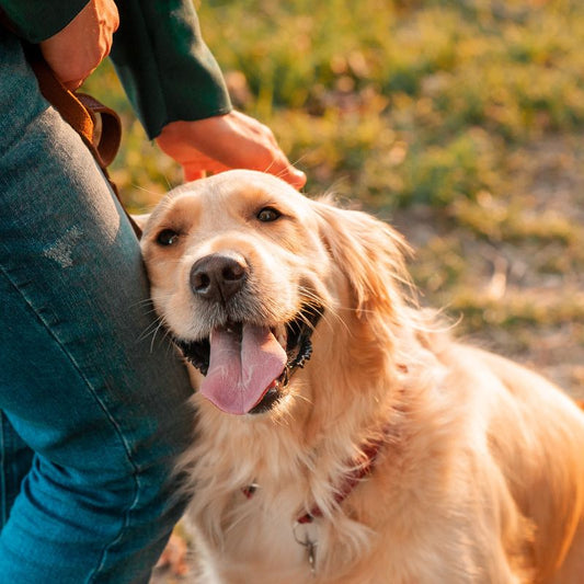 Doctor Paws Super Chew: The Best All-in-One Supplement for Dogs - Doctor Paws Co