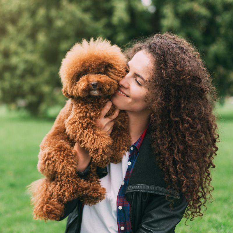 girl holding a brown poodle on her face
