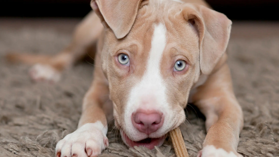 Hip and Joint Dog Chew 101 - Doctor Paws Co