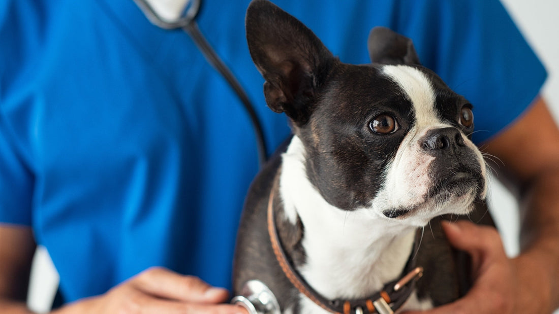 Omega-3 and DHA for dogs: benefits that reach far beyond a glossy coat - Doctor Paws Co