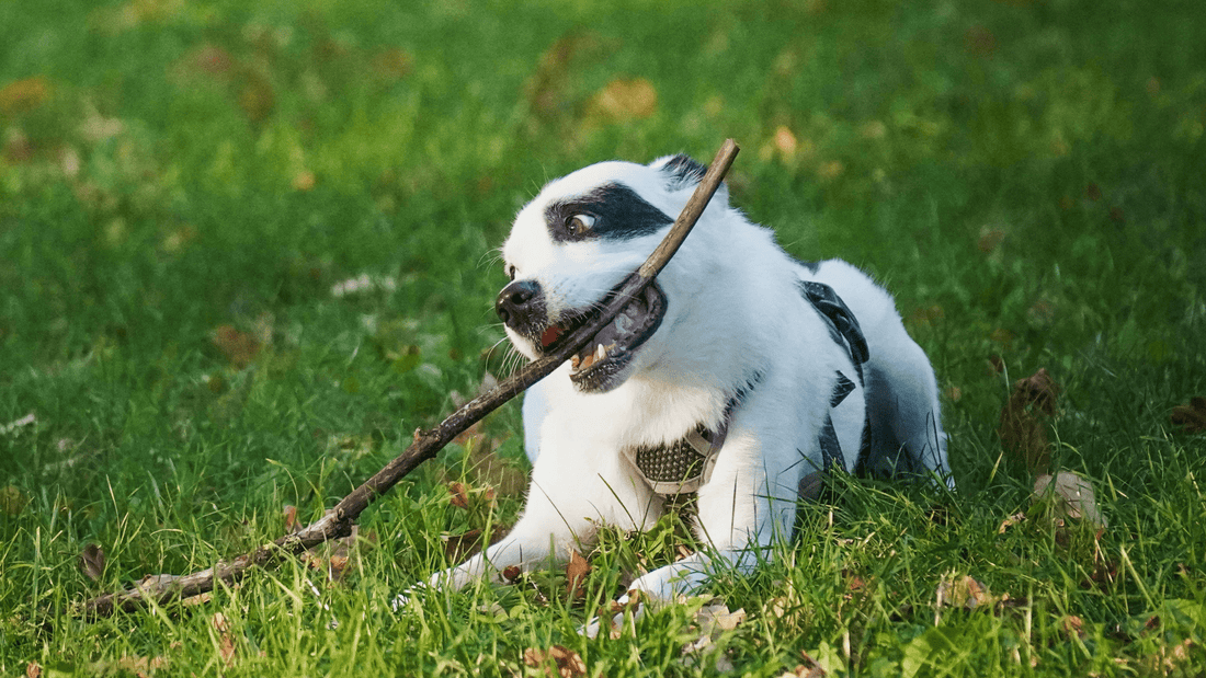 Soft Chews for Dogs: The No‑Drama Supplement Solution - Doctor Paws Co