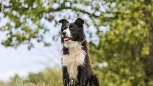 Strengthening your Dog’s Immune System: Vaccines and Supplements - Doctor Paws Co