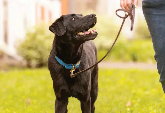 The Best Soft Chew for Dogs - Doctor Paws Co