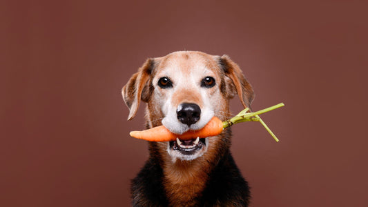 Will Grain‑Free Food Cure Your Dog’s Itchy Skin? Vet‑Backed Facts - Doctor Paws Co