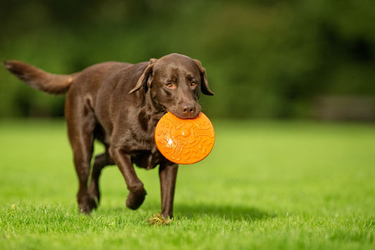 Best Immune Support Supplement for Dogs: Super Chew vs Mushroom Chews - Doctor Paws Co