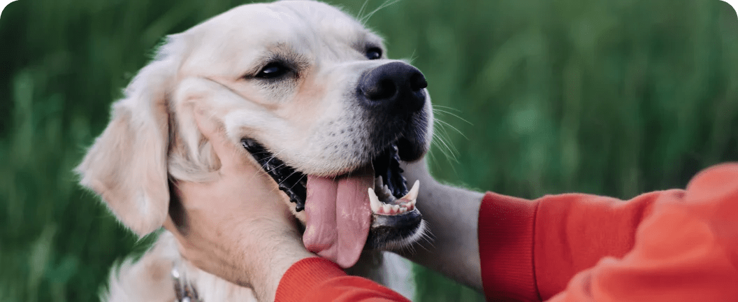 Top Remedies for Your Dog's Itchy Skin - Doctor Paws Co