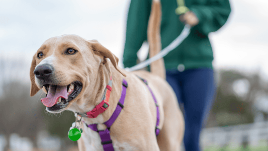Dog Heart Supplements Compared: Taurine, L‑carnitine, and CoQ10 - Doctor Paws Co