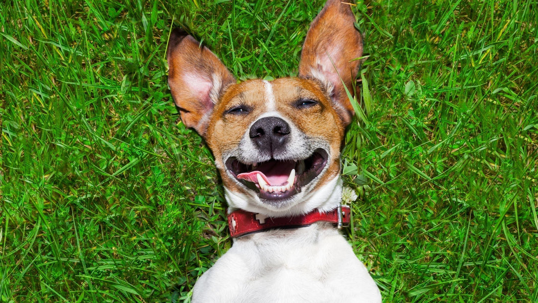 Safe Exercise for Dogs with a Heart Murmur - Doctor Paws Co