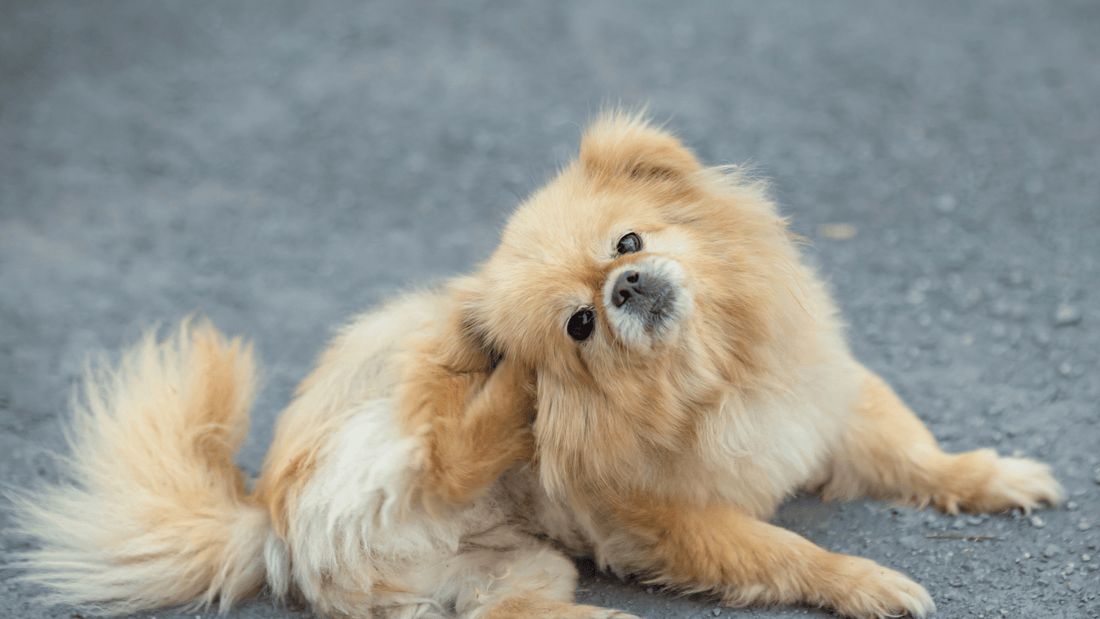 Will Grain Free Food Cure Your Dog’s Itchy Skin? Vet backed facts - Doctor Paws Co