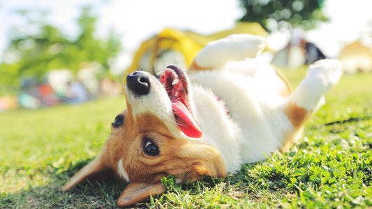 What Your Dog’s Skin and Coat are Telling You (and why you should listen) - Doctor Paws Co