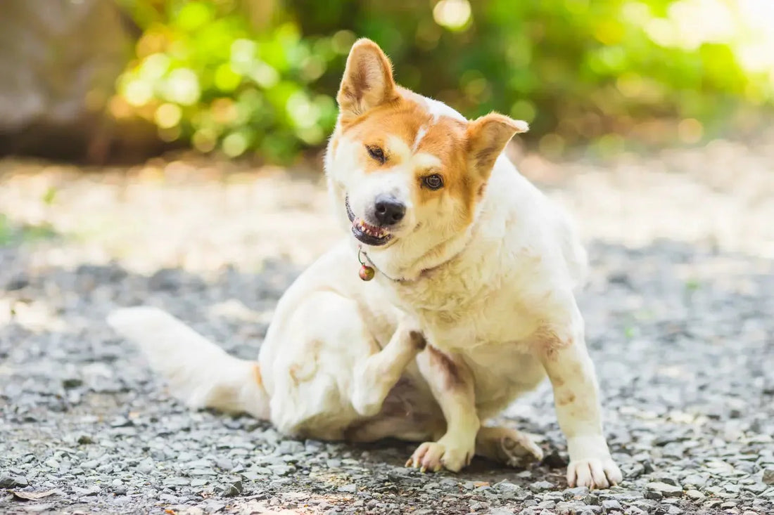 How Omega-3 Improves Your Dog’s Skin & Coat - Doctor Paws Co