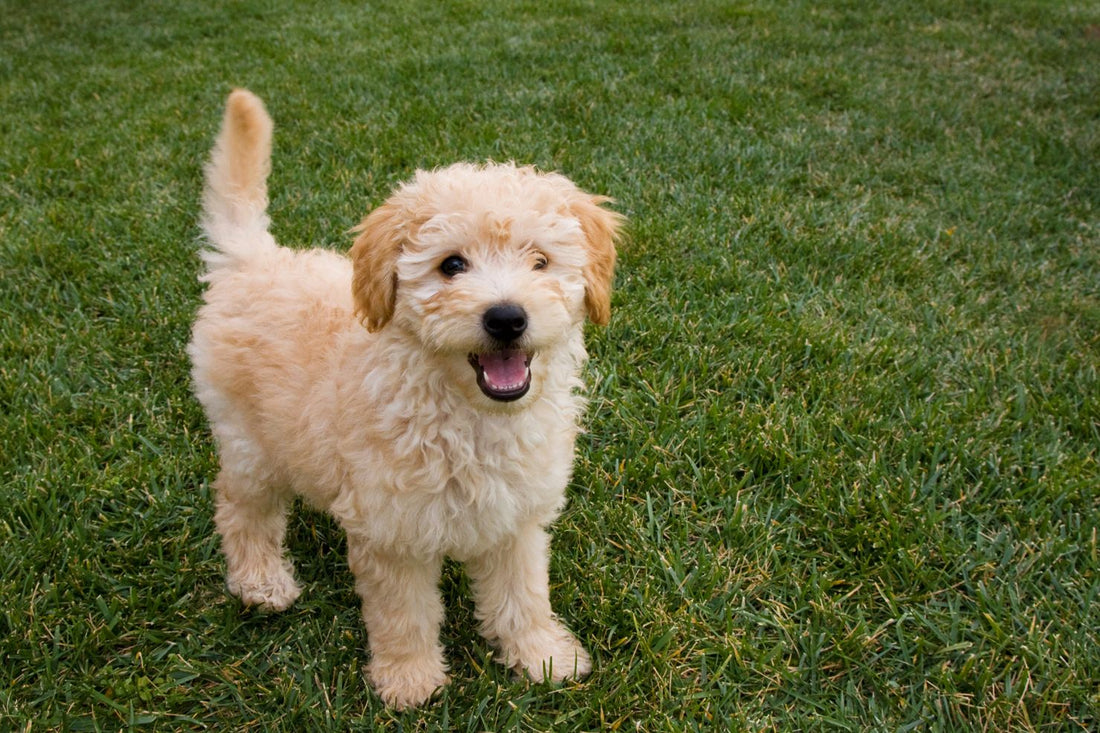 Early Mobility Matters: When to Start Joint Supplements for Growing Pups - Doctor Paws Co