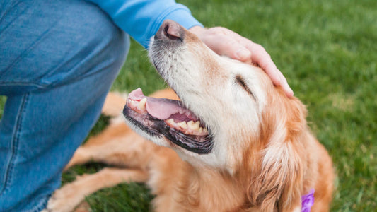 Hip Dysplasia in Large‑Breed Dogs: Home Care, Exercises, and Supplement Plan - Doctor Paws Co