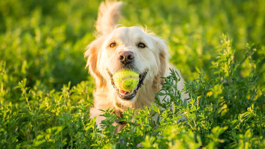 Immune‑Boosting Nutrients Every Dog Needs - Doctor Paws Co