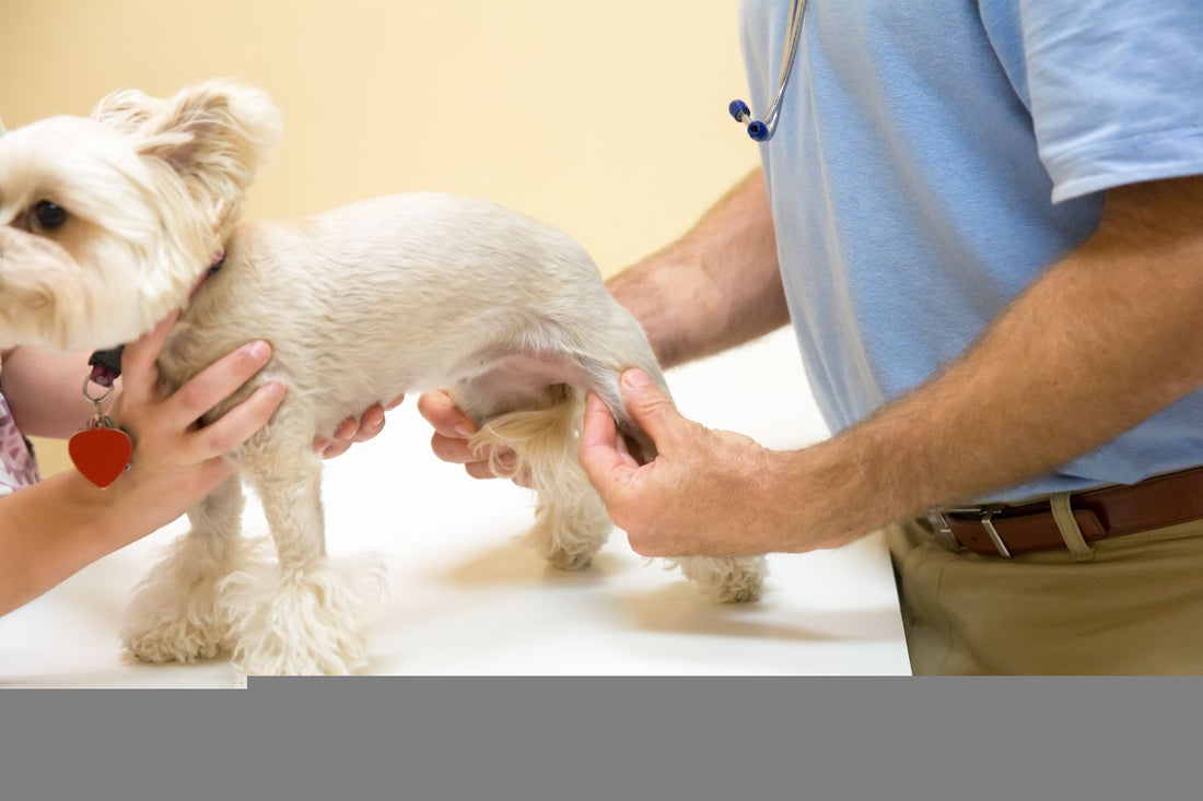 Keeping Your Dog on the Move: An Evidence-Based Look at Doctor Paws Super Chew - Doctor Paws Co