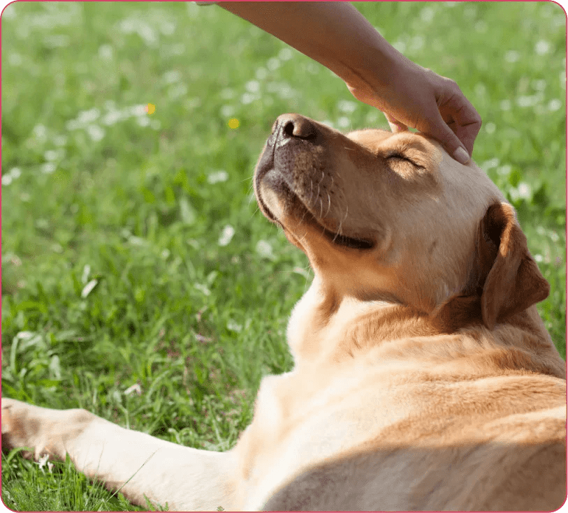 Dog Joint Health Tips for Large and Senior Breeds - Doctor Paws Co