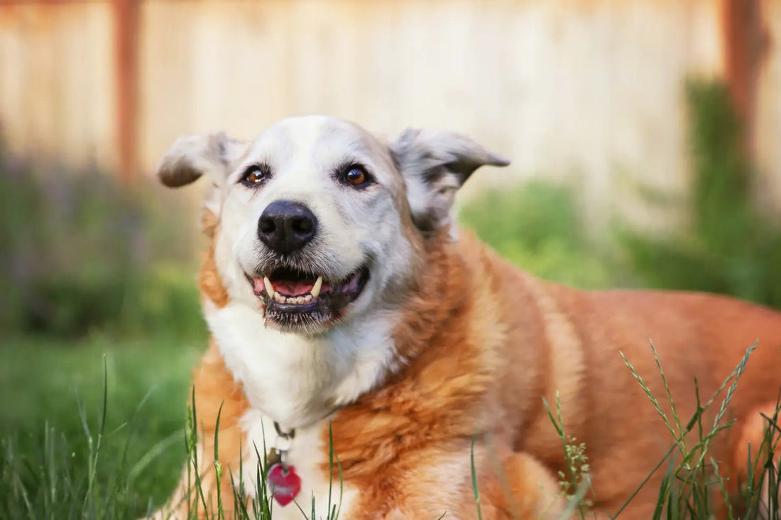 Support for Every Stage: What Senior Dogs Really Need to Thrive - Doctor Paws Co