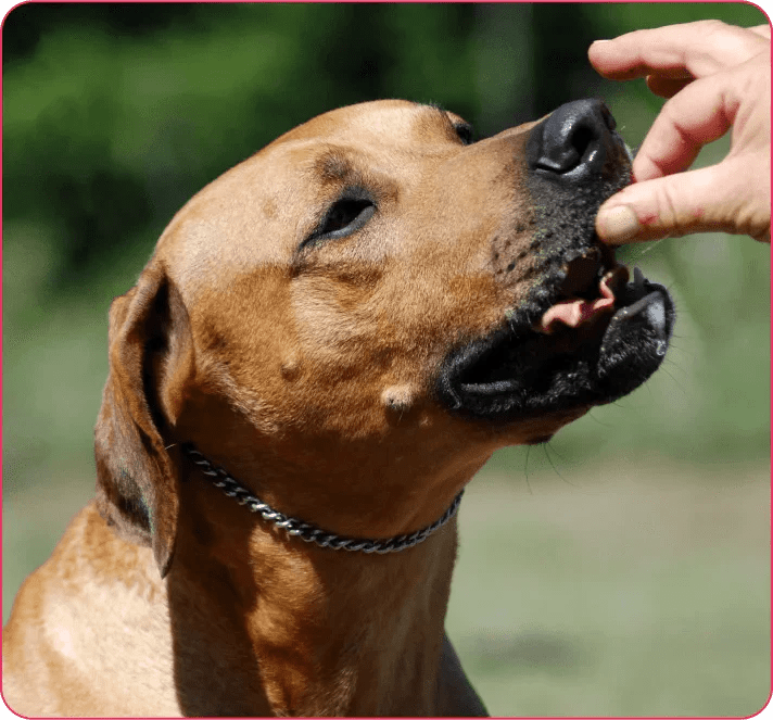 Is Your Dog Losing Energy? The Link Between Nutrition & Lethargy - Doctor Paws Co