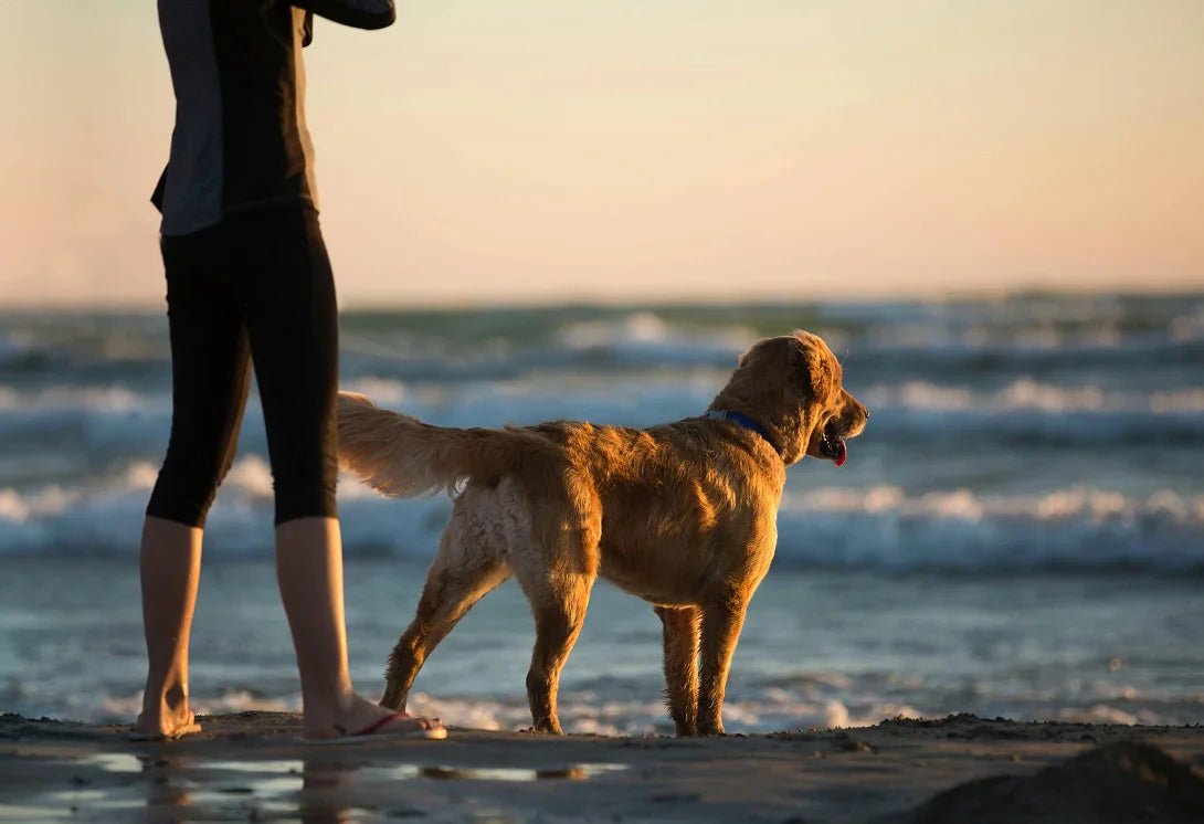 How to Recognize Early Signs of Dog Joint Issues and Prevent Mobility Problems - Doctor Paws Co
