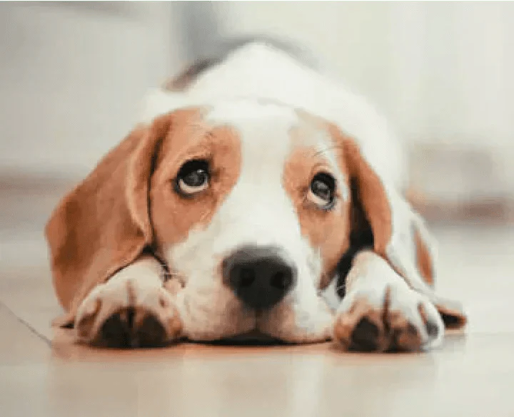5 Signs Your Dog Needs Joint Supplements - Doctor Paws Co