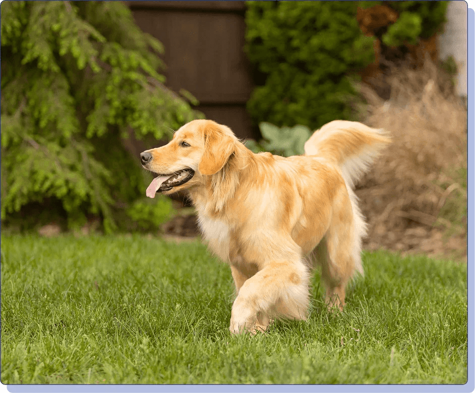 Dog Joint Pain Relief: Top 5 Solutions - Doctor Paws Co