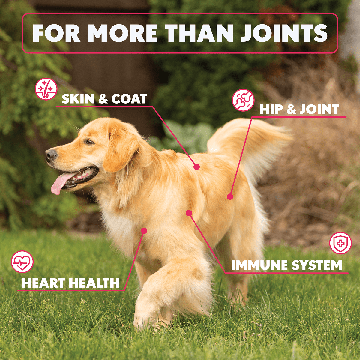Super Chew - Doctor Paws Co